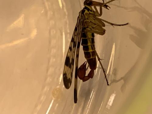 Panorpa vulgaris
