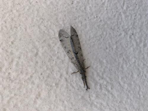 Réf. 307 118 : Distoleon tetragrammicus