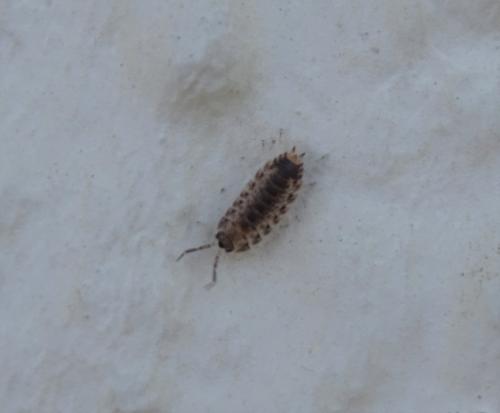 Porcellio lamellatus