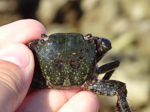 Pachygrapsus marmoratus