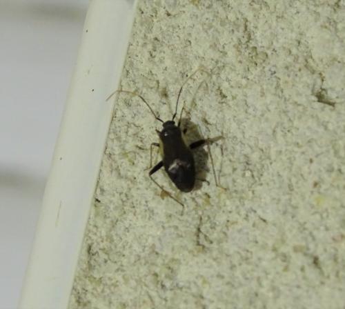 Réf. 307 389 : Adelphocoris seticornis