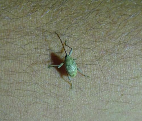 Curculio elephas
