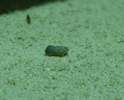 Metcalfa pruinosa