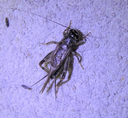 Réf. 307 441 : Eumodicogryllus bordigalensis bordigalensis