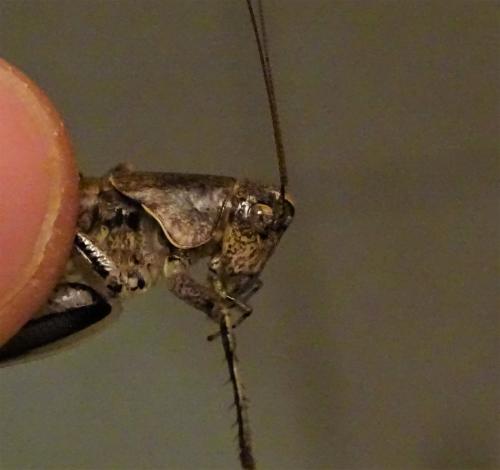 Rhacocleis poneli