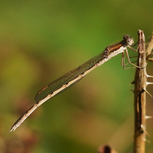 Réf. 307 529 : Sympecma fusca