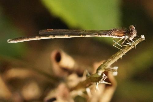 Réf. 307 530 : Sympecma fusca