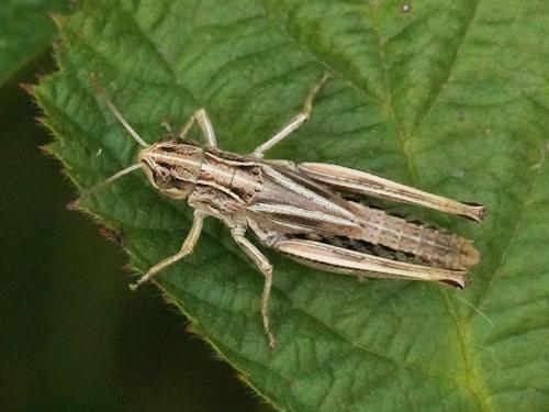 Réf. 307 744 : Pseudochorthippus parallelus