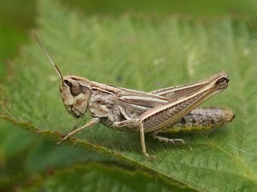 Réf. 307 743 : Pseudochorthippus parallelus