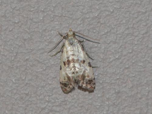 Réf. 307 699 : Cochylis hybridella