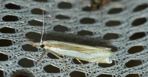 Réf. 307 184 : Crambus pascuella