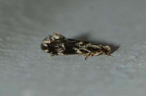 Réf. 307 258 : Nemapogon sp.