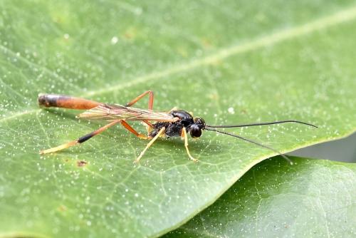 Aphanistes gliscens