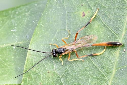 Aphanistes gliscens