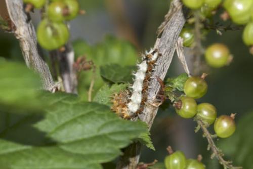 Polygonia c-album