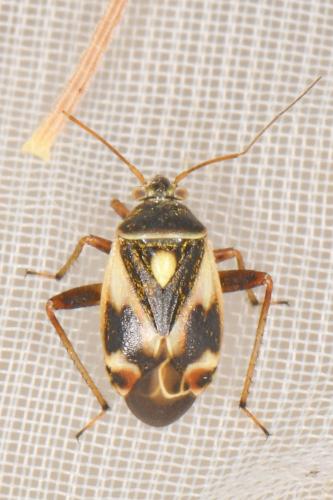Polymerus unifasciatus