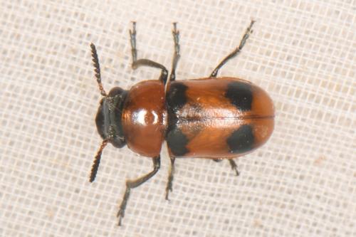 Réf. 307 629 : Coptocephala sp.