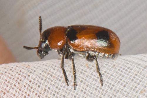 Réf. 307 630 : Coptocephala sp.
