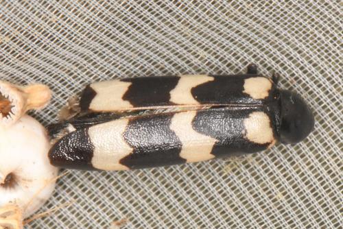 Réf. 307 774 : Mylabris variabilis