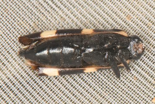 Réf. 307 775 : Mylabris variabilis