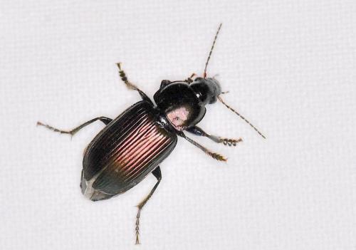 Anisodactylus poeciloides