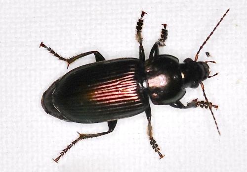 Réf. 307 604 : Anisodactylus poeciloides