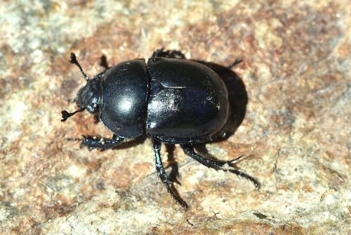 Réf. 307 608 : Trypocopris sp.