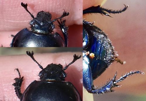 Réf. 307 684 : Trypocopris sp.
