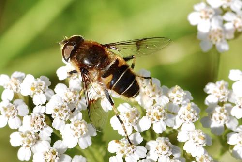 Réf. 307 140 : Eristalis horticola