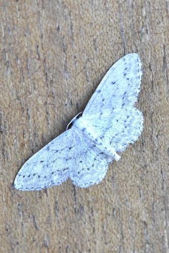 Idaea seriata