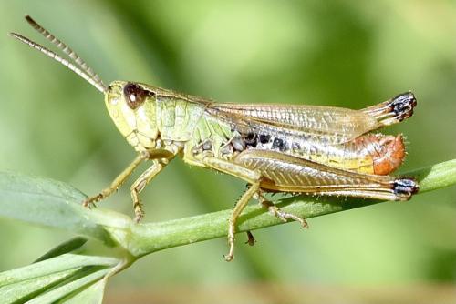 Réf. 307 716 : Pseudochorthippus parallelus