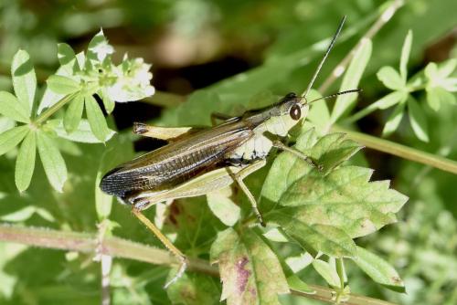 Réf. 307 905 : Stauroderus scalaris scalaris