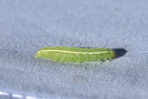 Craniophora ligustri