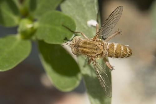 Amictus validus