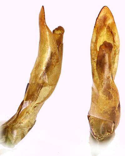 Oreina speciosissima