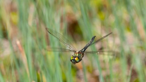 Somatochlora arctica