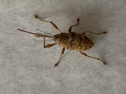 Curculio elephas
