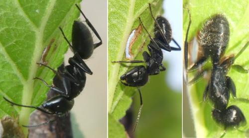 Réf. 307 149 : Camponotus sp.