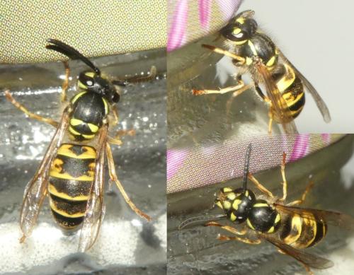 Vespula vulgaris