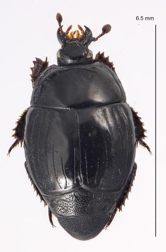 Réf. 307 788 : Margarinotus ventralis