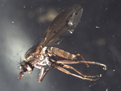 Hydromya dorsalis