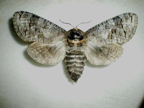 Cossus cossus