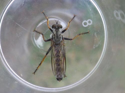 Réf. 307 327 : Neomochtherus geniculatus
