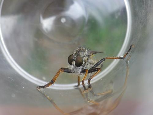 Réf. 307 424 : Neomochtherus geniculatus