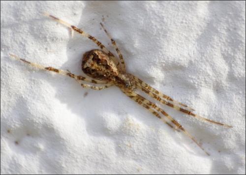 Réf. 307 770 : Episinus maculipes