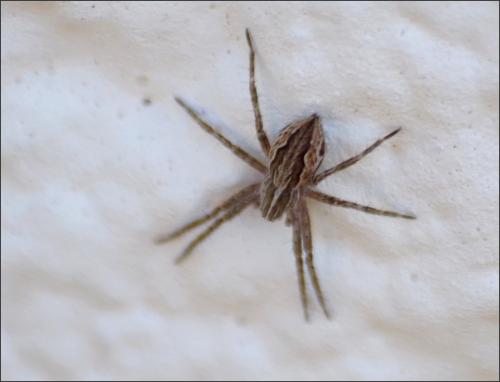 Pisaura mirabilis