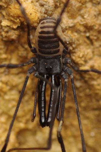 Réf. 307 279 : Ischyropsalis pyrenaea