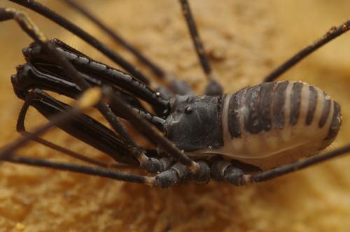 Réf. 307 278 : Ischyropsalis pyrenaea