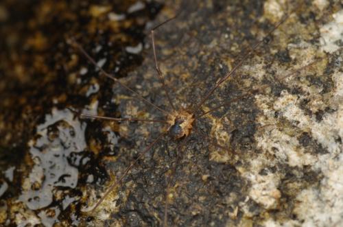 Dicranopalpus pyrenaeus