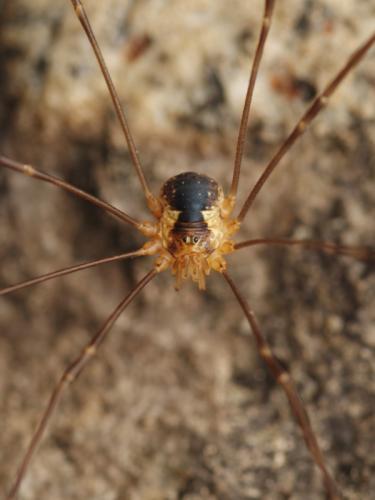 Dicranopalpus pyrenaeus